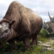 Illustration showing an artist’s interpretation of the three extinct rhinoceros species analyzed in the new study. A Siberian unicorn is shown in the foreground, with a pair of Merck’s rhinoceroses behind it. A woolly rhinoceros can be seen in the distant background.